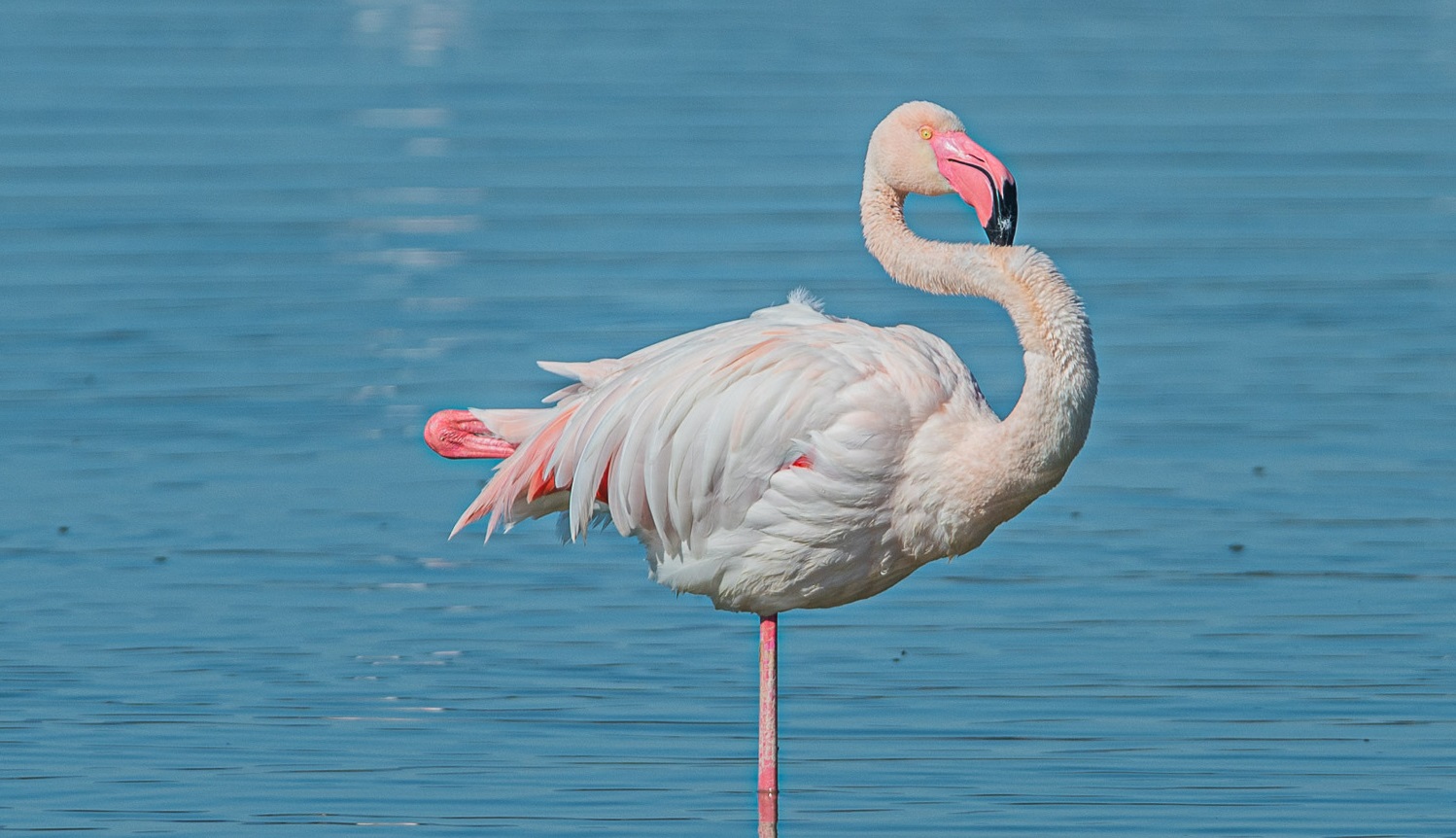 Parco Naturale Regionale Molentargius-Saline